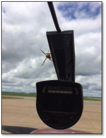 safety wasp